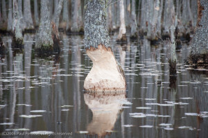 Signs of beaver activity